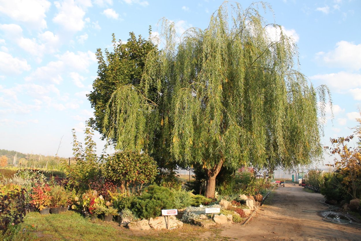 Плакучая Ива