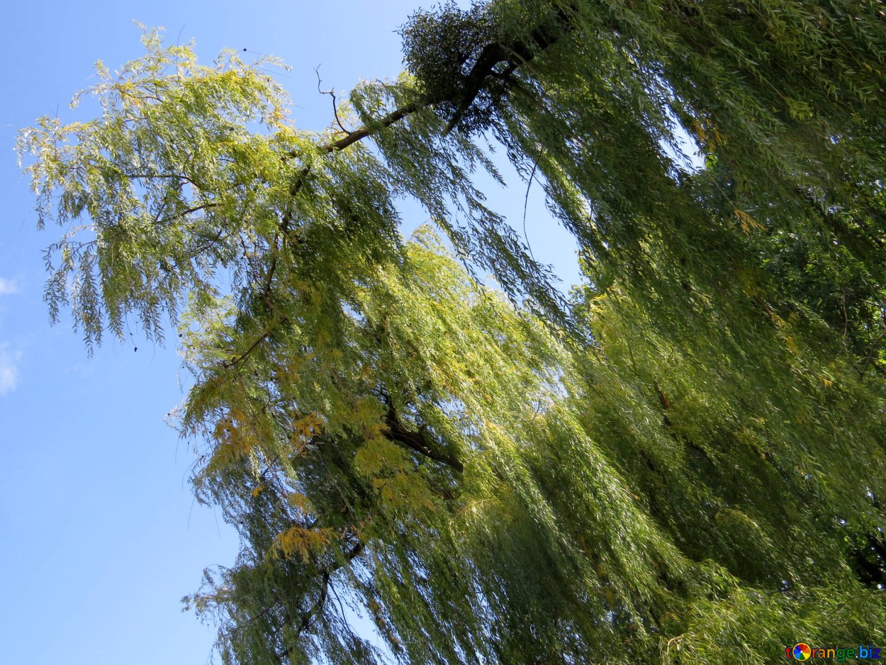 Ива белая плакучая