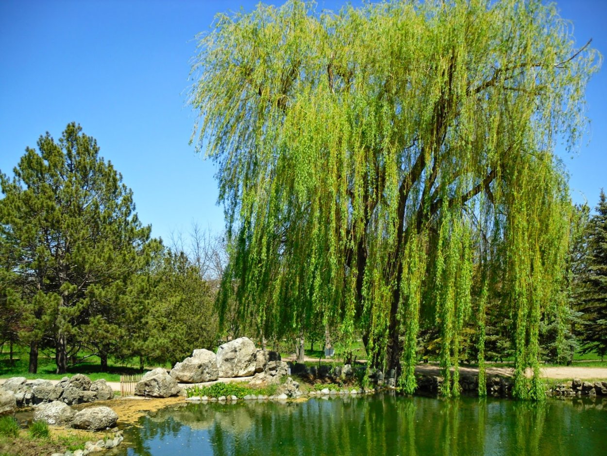 Ива ломкая Верба