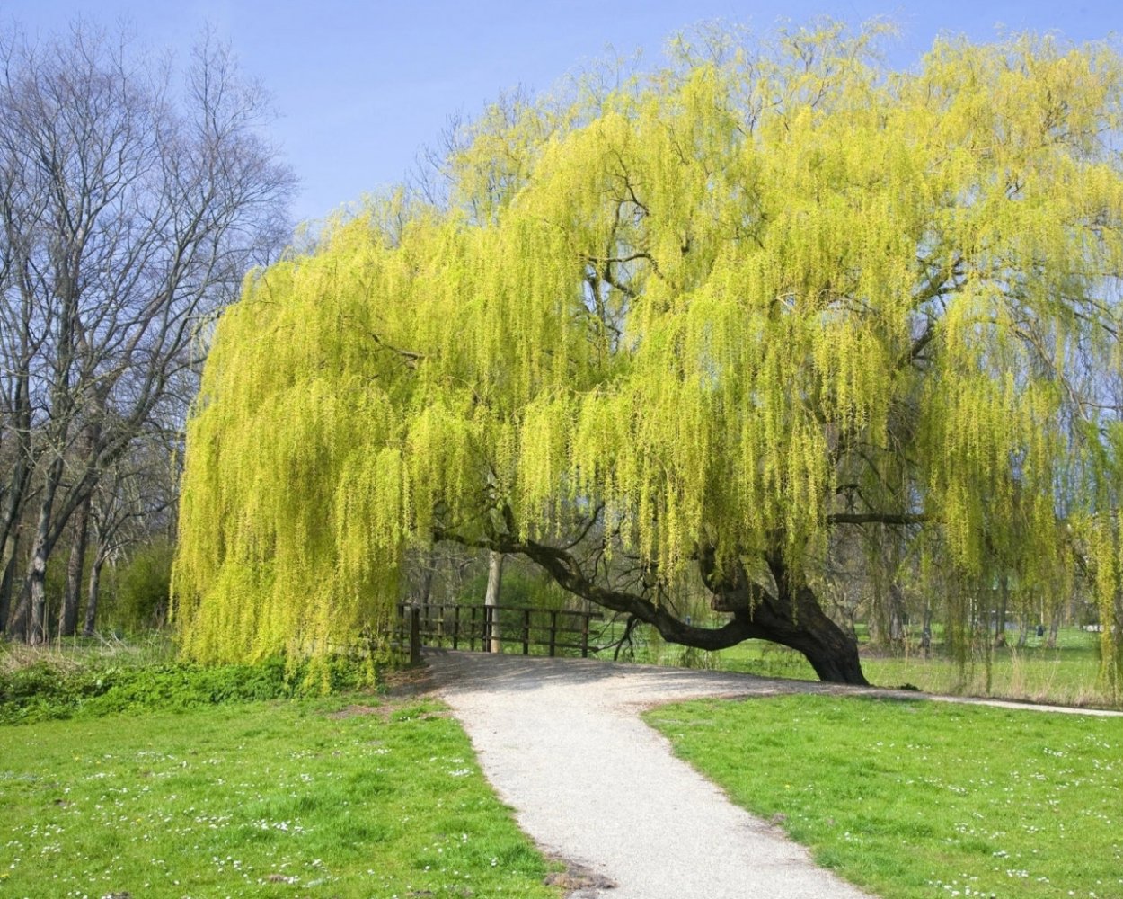 Ива ветла Ракита