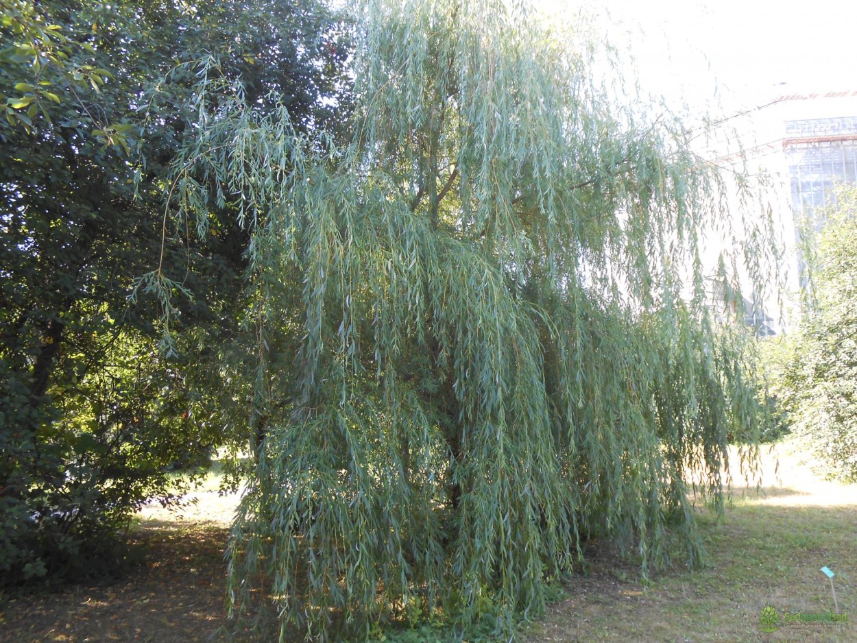 Ива белая ветла