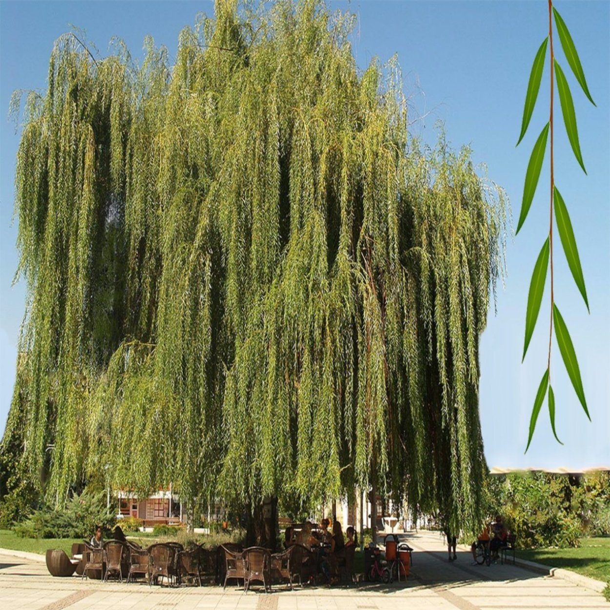 Ива золотистоволосистая Крисокома