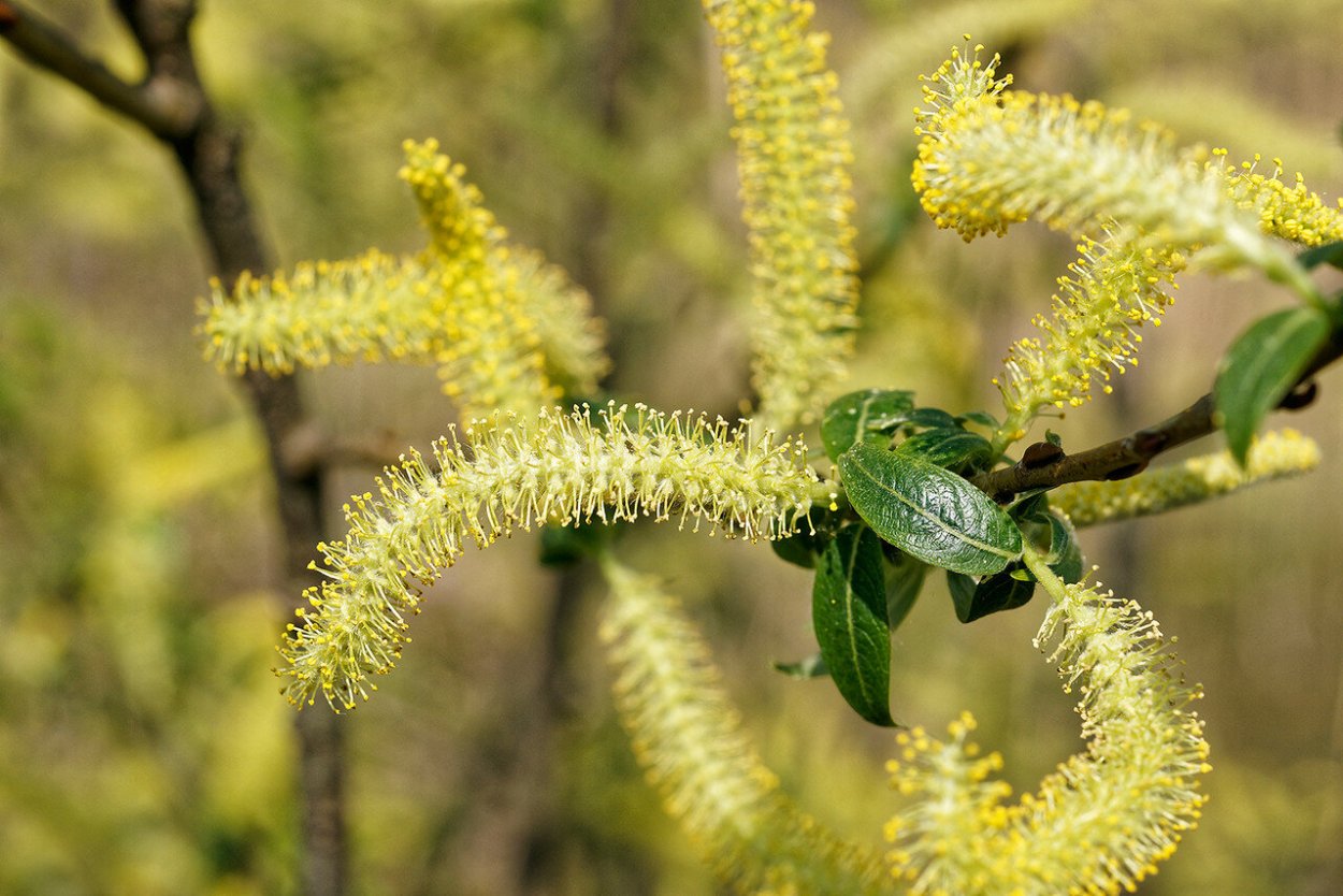 Ива плакучая серебристая