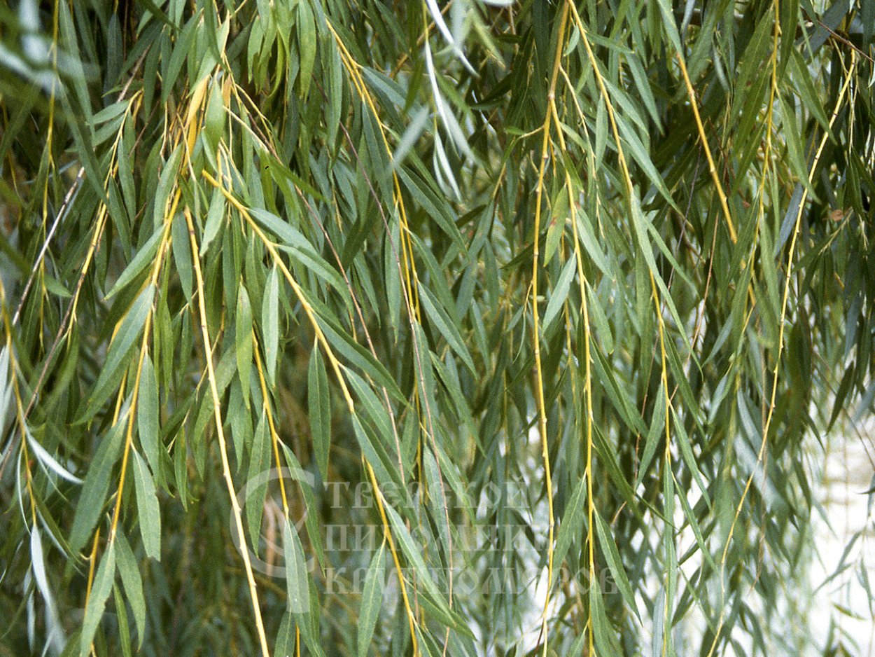 Ива белая (Salix Alba)