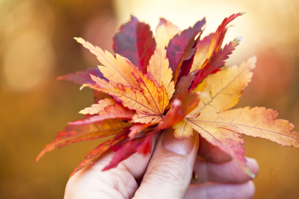 Красный пигмент в листьях