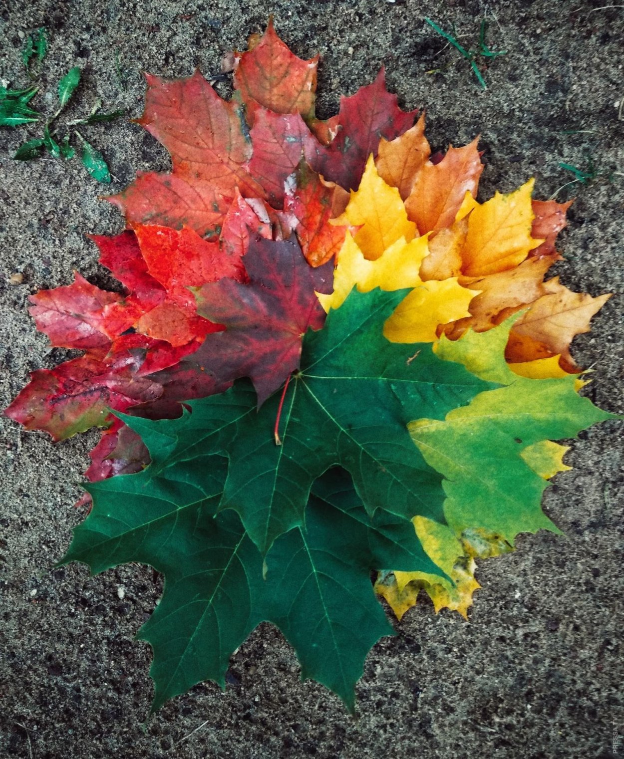 Палитра осенних листьев