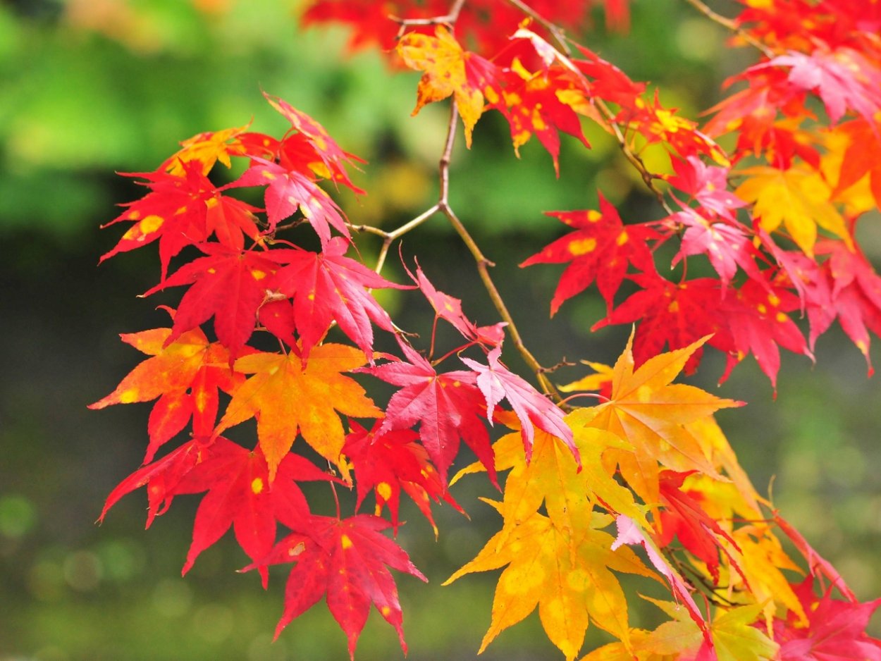 Разноцветный клен