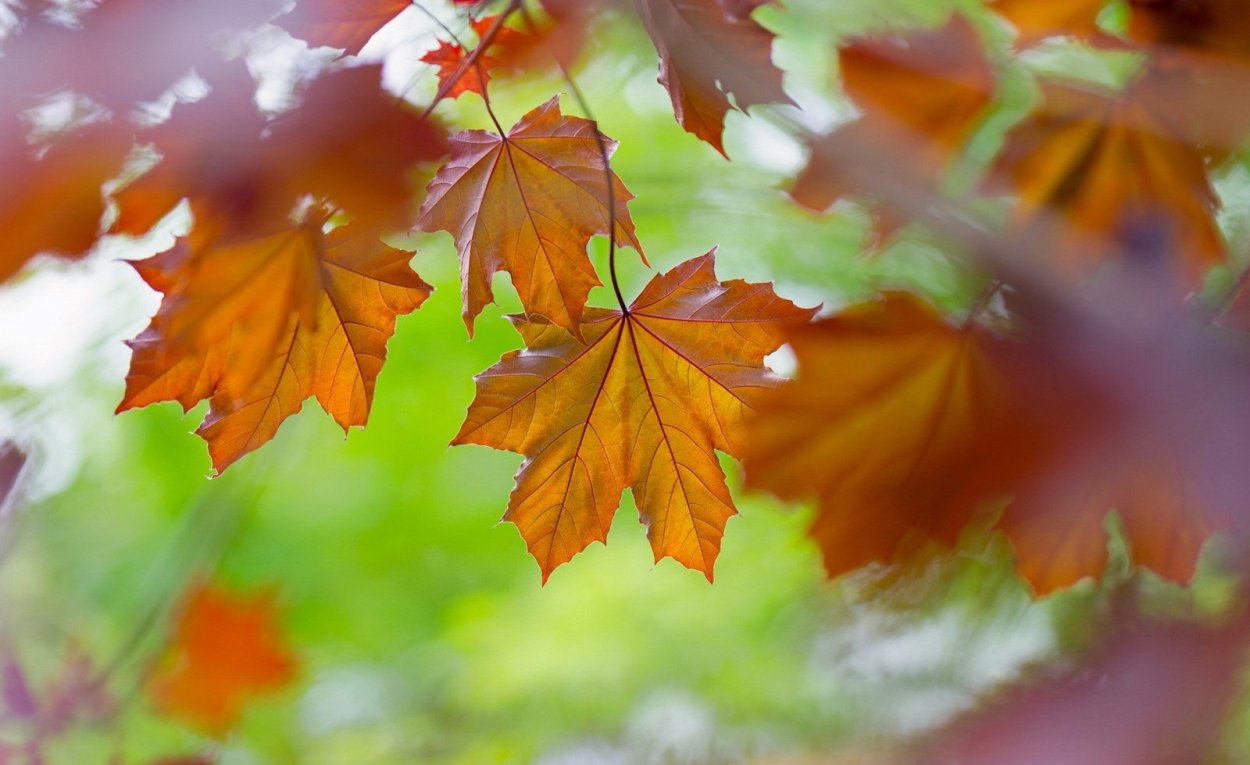 Осенние листья