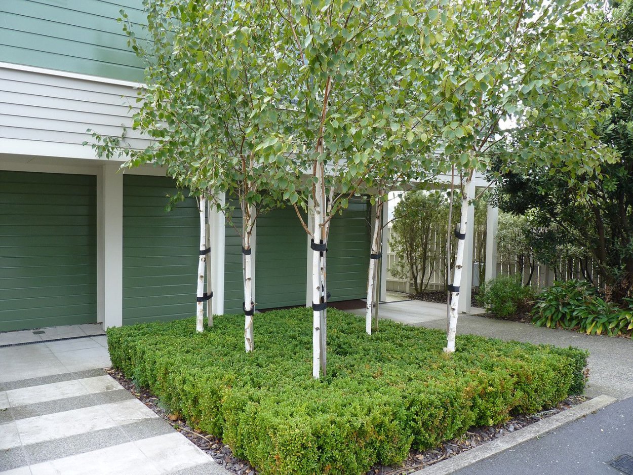 Береза повислая многоствольная