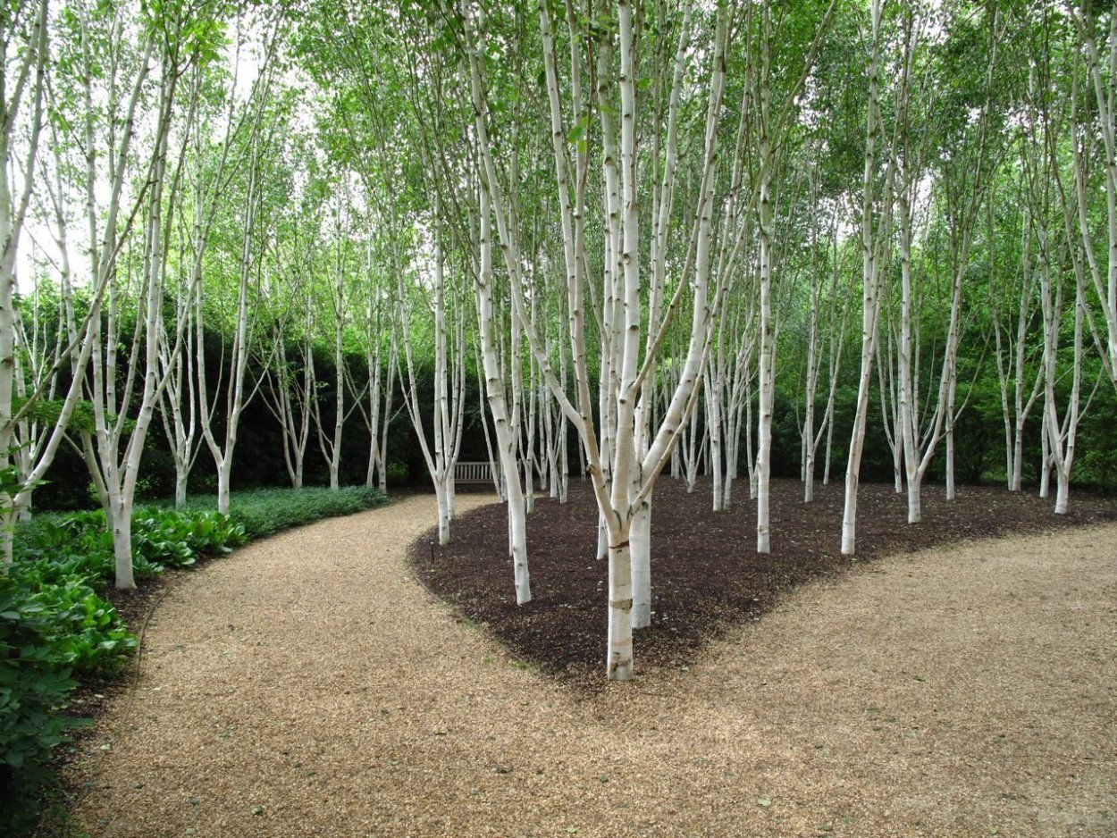Betula utilis jacquemontii