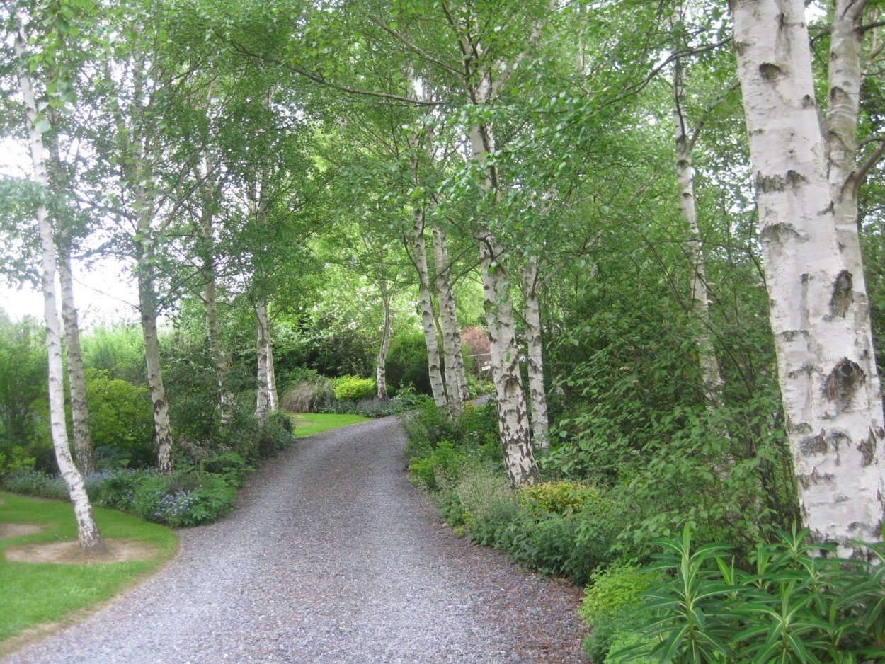 Березы вдоль дороги