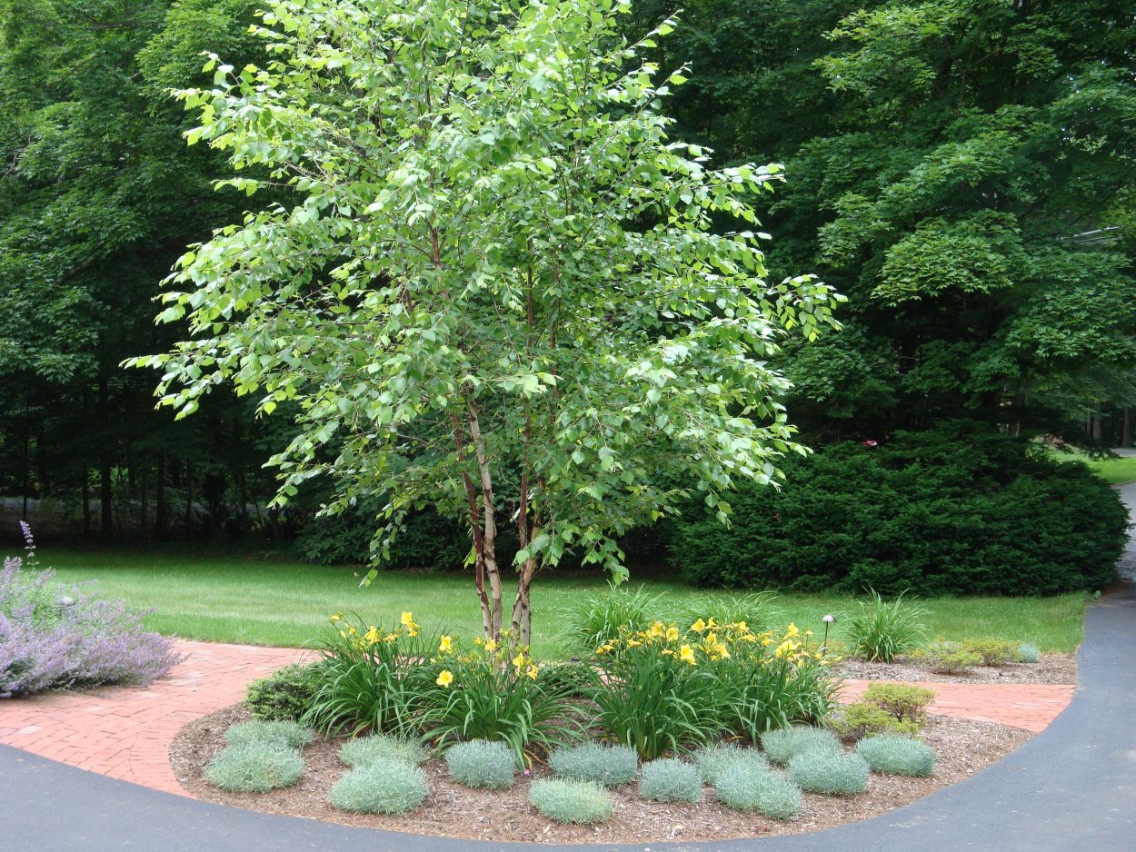 Береза повислая Нигра