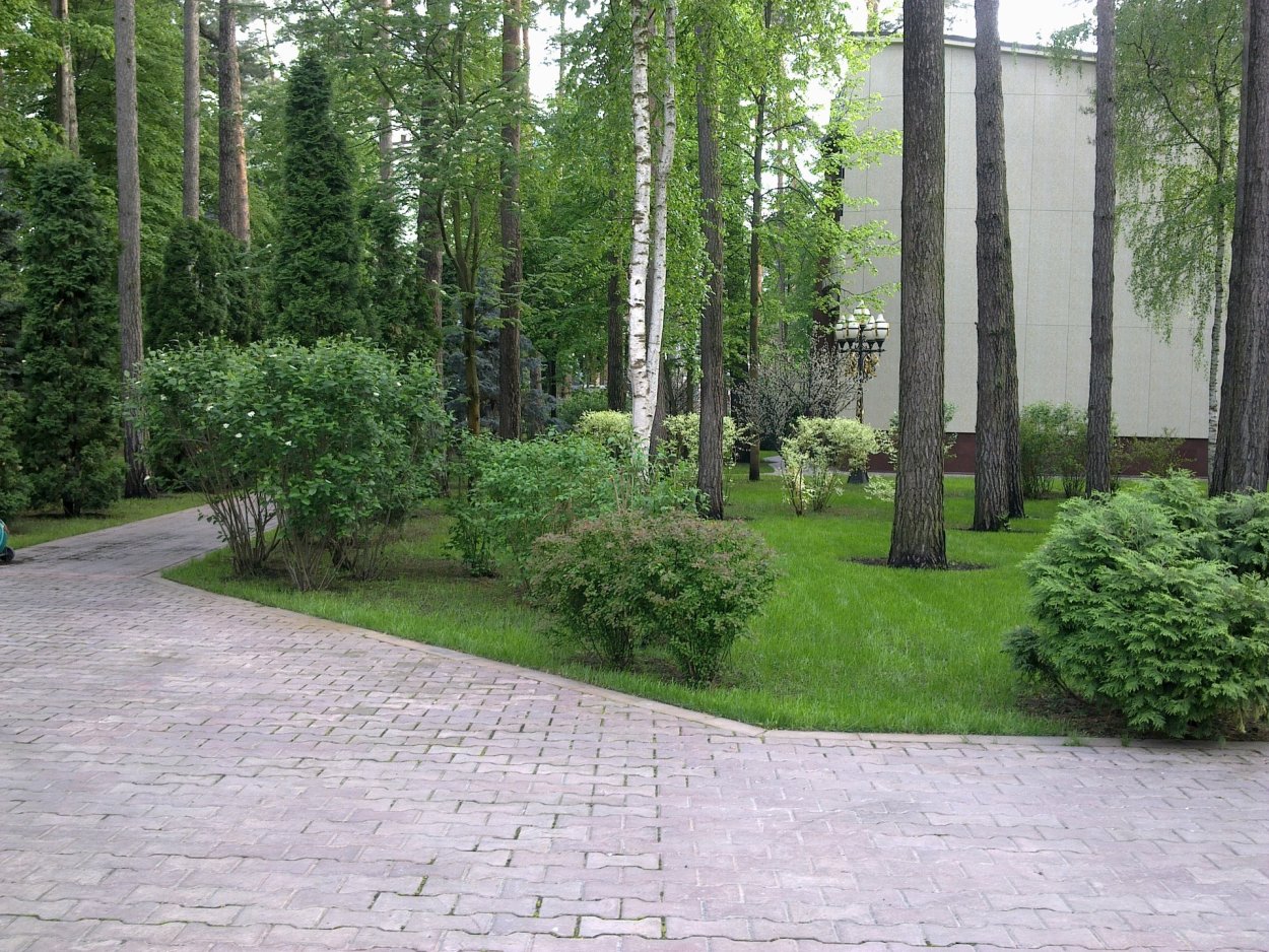 Ландшафт лесного участка с березами