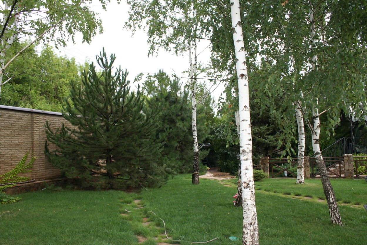 Сосны и березы на участке