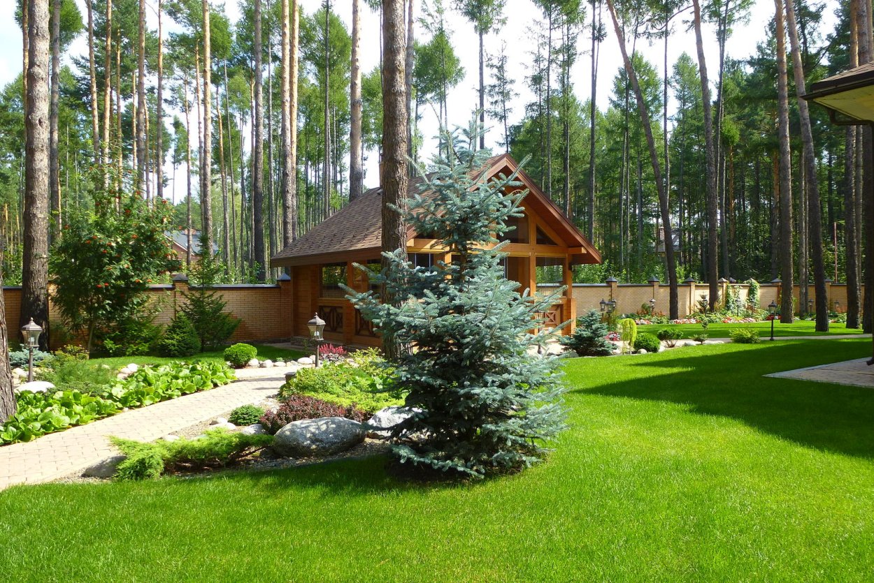 Хвойники вокруг беседки