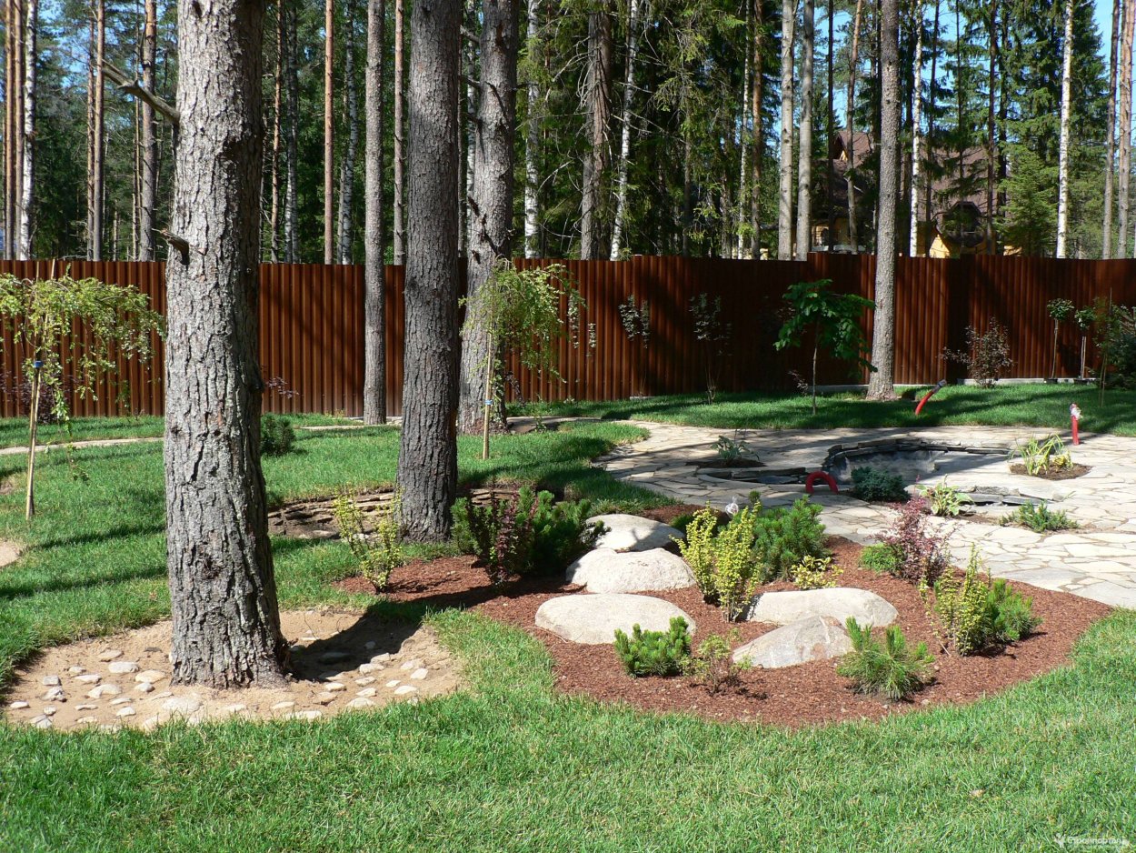 Ландшафт участка с соснами