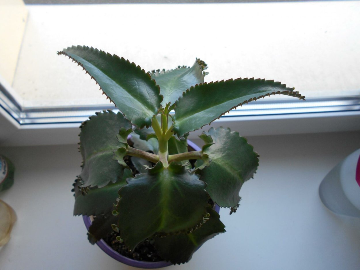 Каланхоэ мадагаскарский