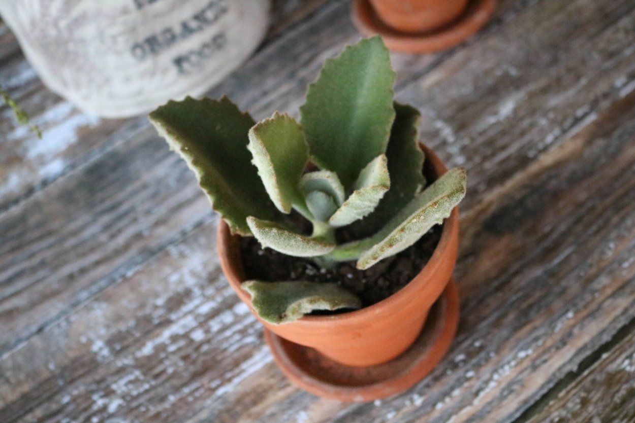 Kalanchoe beharensis 'Fang' (felt Plant)