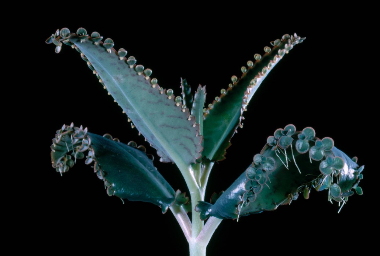 Каланхоэ трубкоцветный