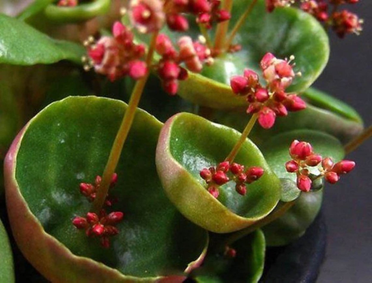 Толстянка зонтичная Crassula Umbella