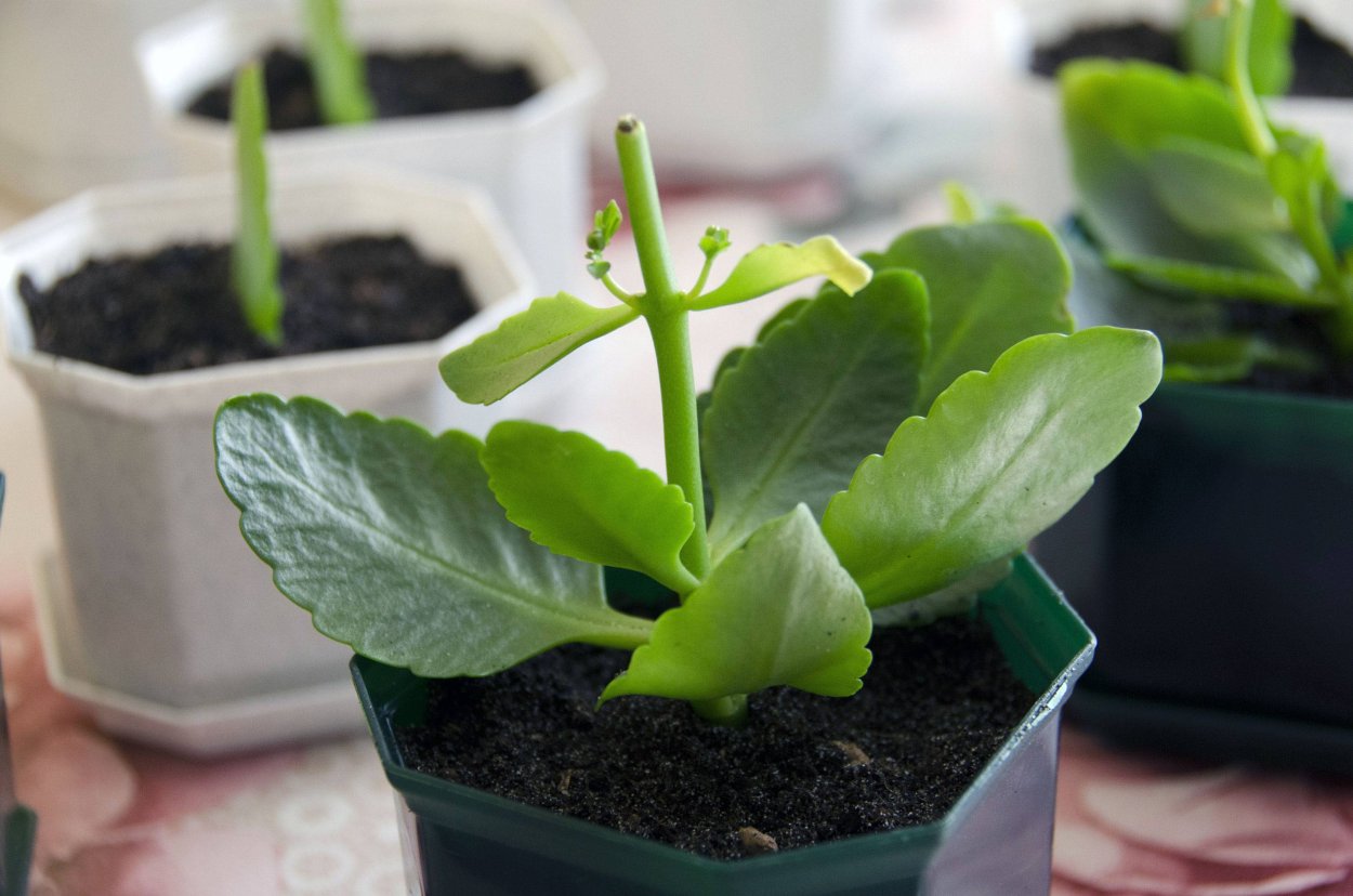 Каланхоэ Блоссфельда черенок