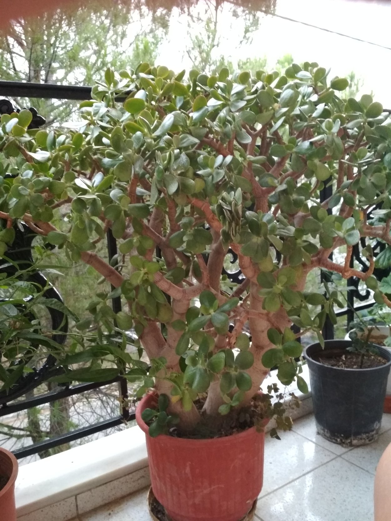 Каланхоэ толстянка