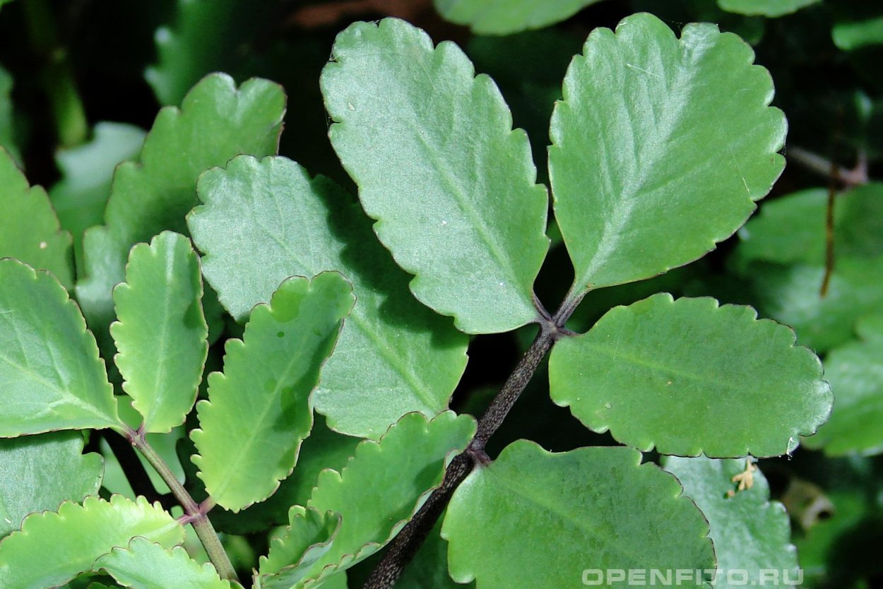 Каланхоэ перистое Kalanchoe pinnata