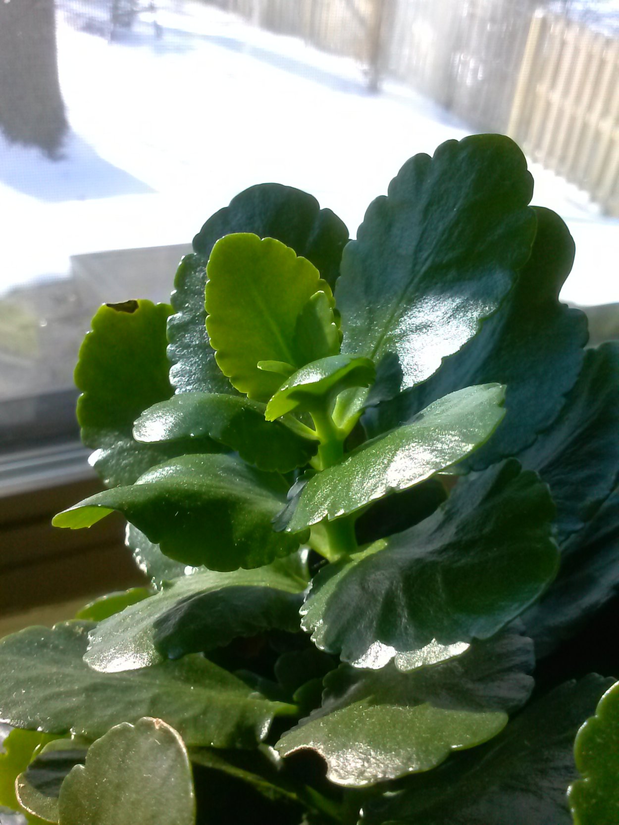 Каланхоэ Блоссфельда листья