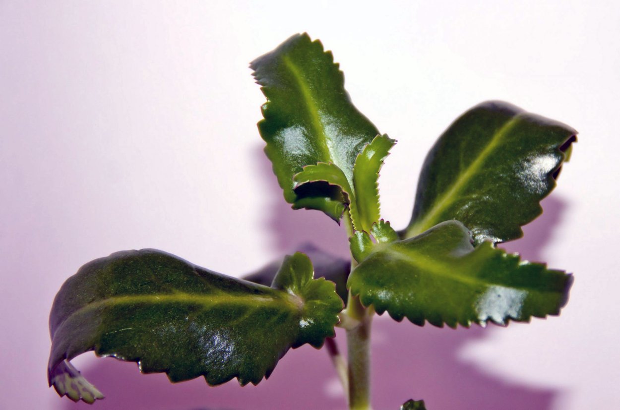 Каланхоэ Блоссфельда листья