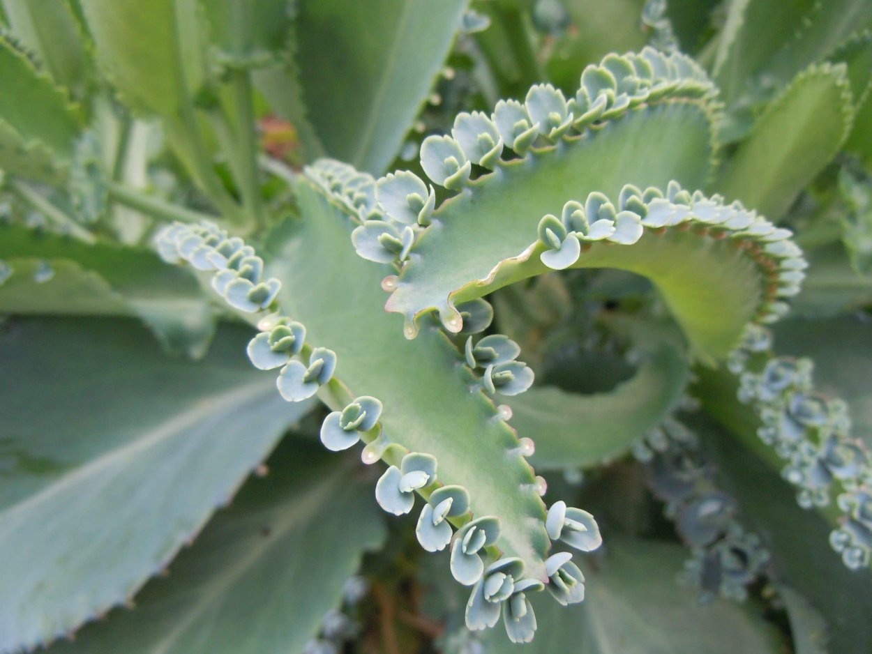 Каланхоэ пильчатолистное (Kalanchoe serratifolium)