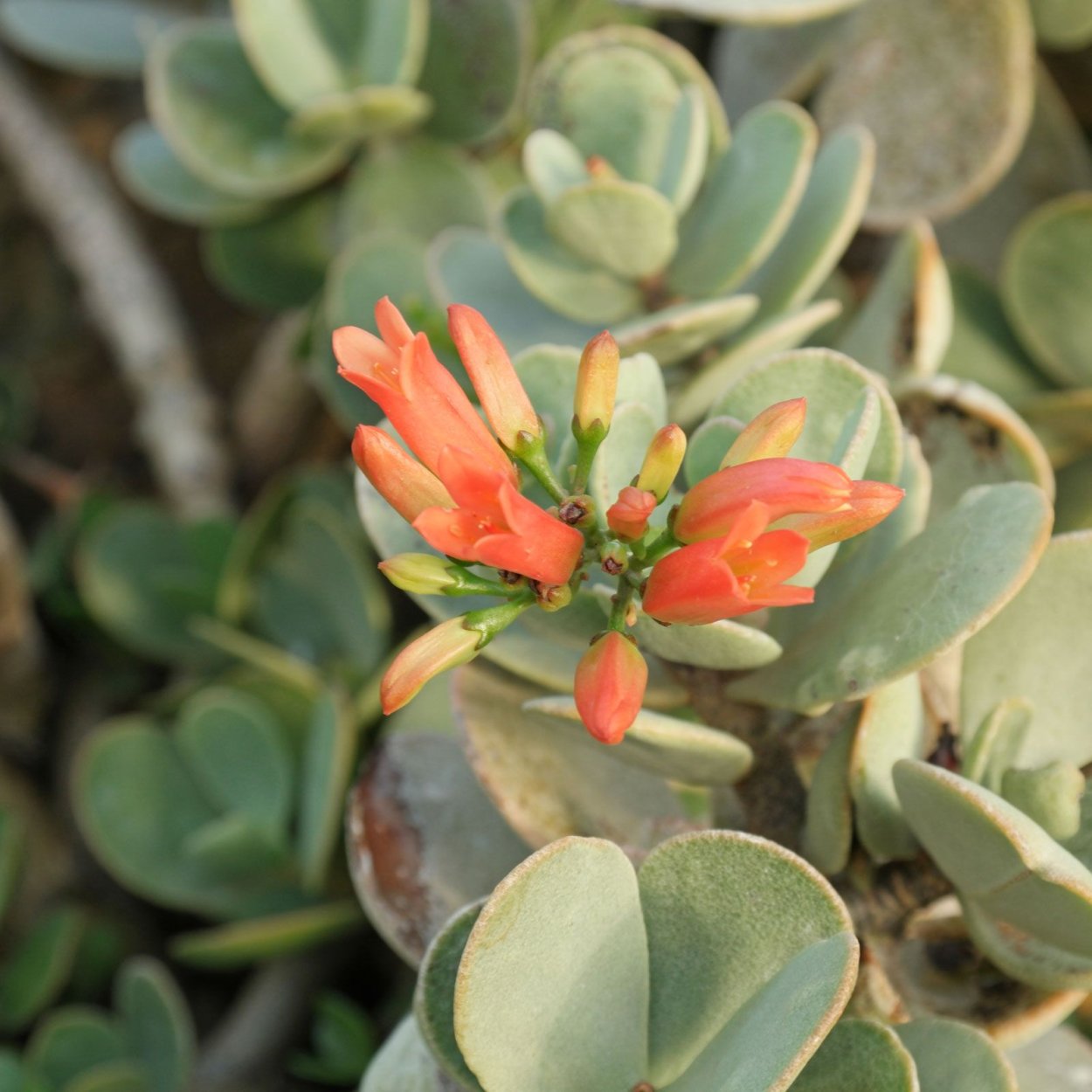 Kalanchoe farinacea