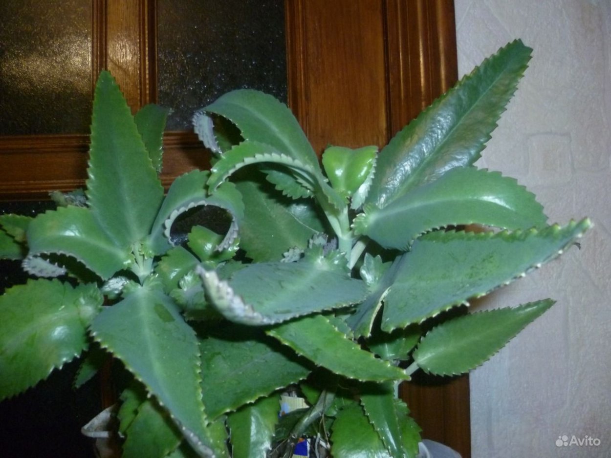 Каланхоэ лечебный доктор