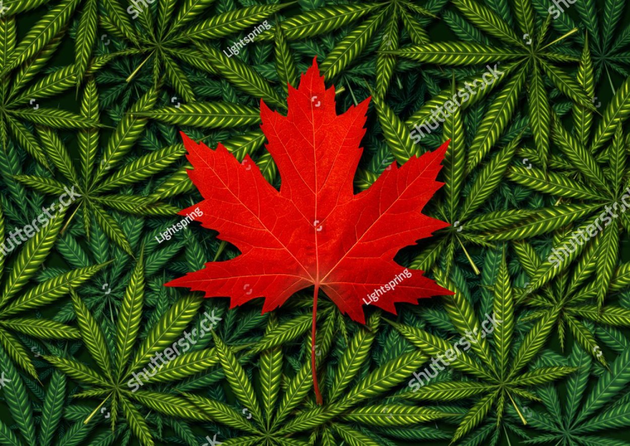 Клён зеленокорый, клён-липа