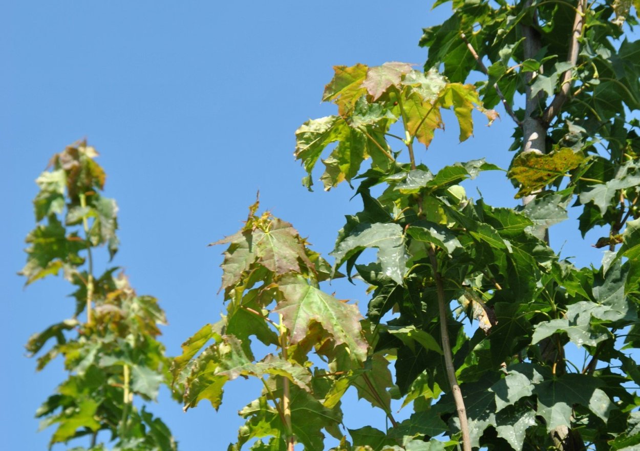 Дерево сорняк клен ясенелистный