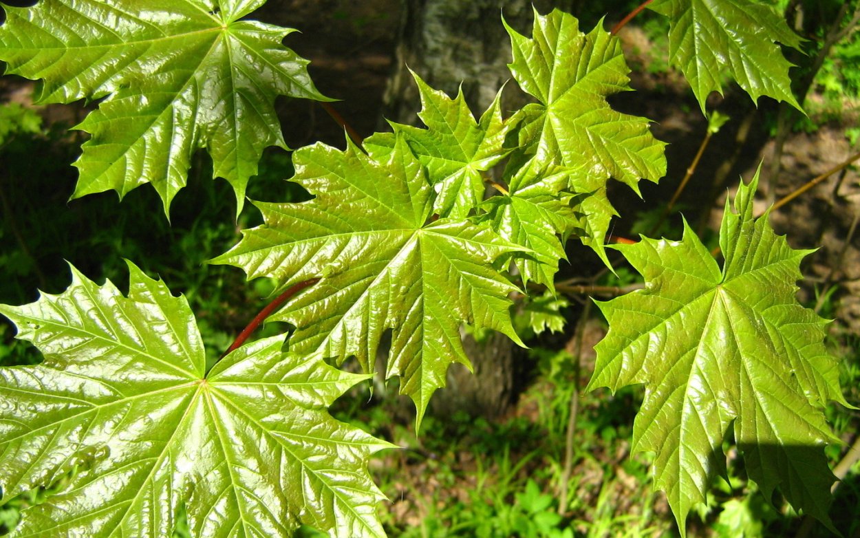 Acer palmatum Osakazuki