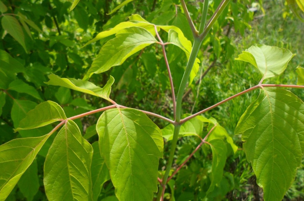 Сахарный клен в Канаде