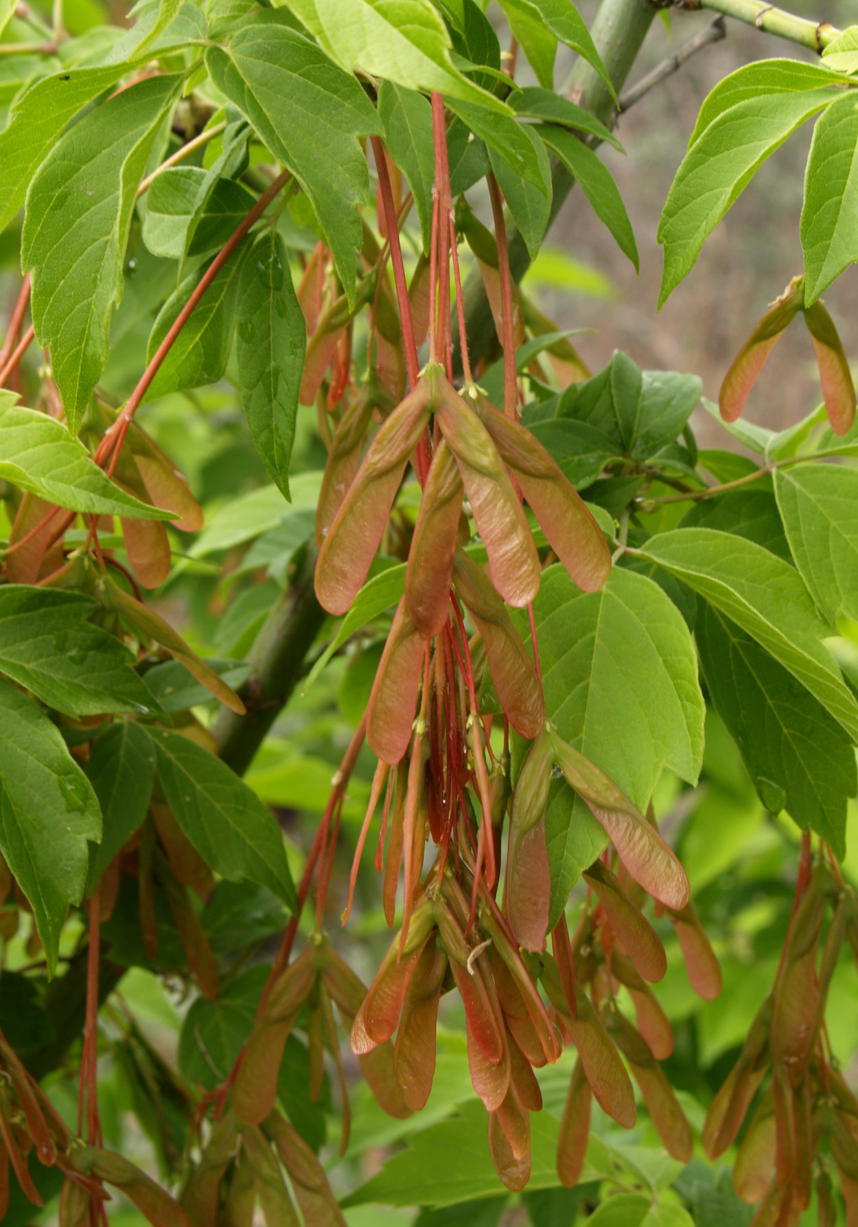 Кленовый листок Канада