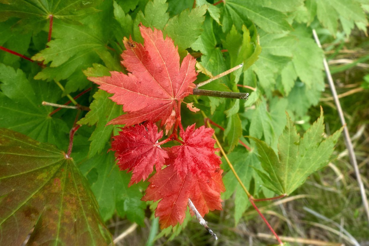 Клен ясенелистный (Acer negundo l.)