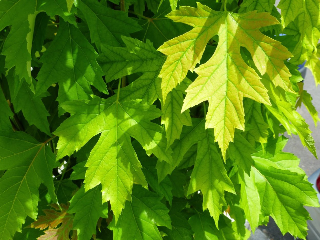 Клён остролистный платановидный