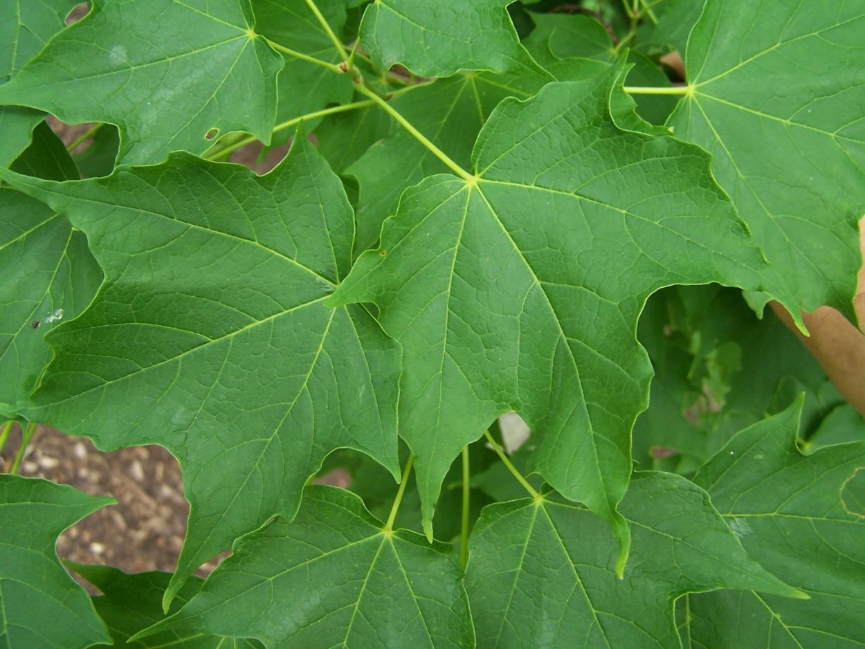 Клен ясенелистный лист