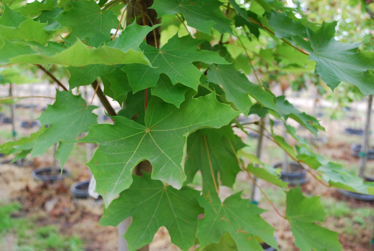 Лебеда (Atriplex)