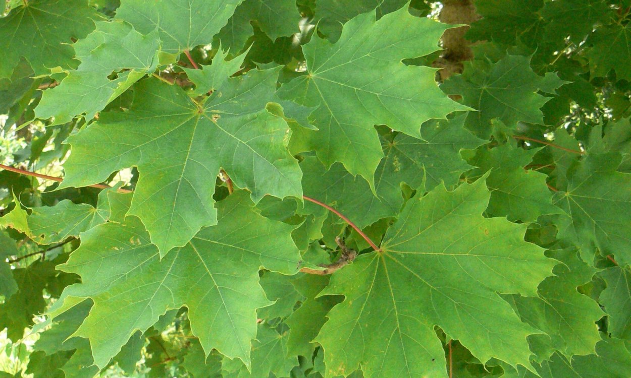 Дуб красный Quercus rubra