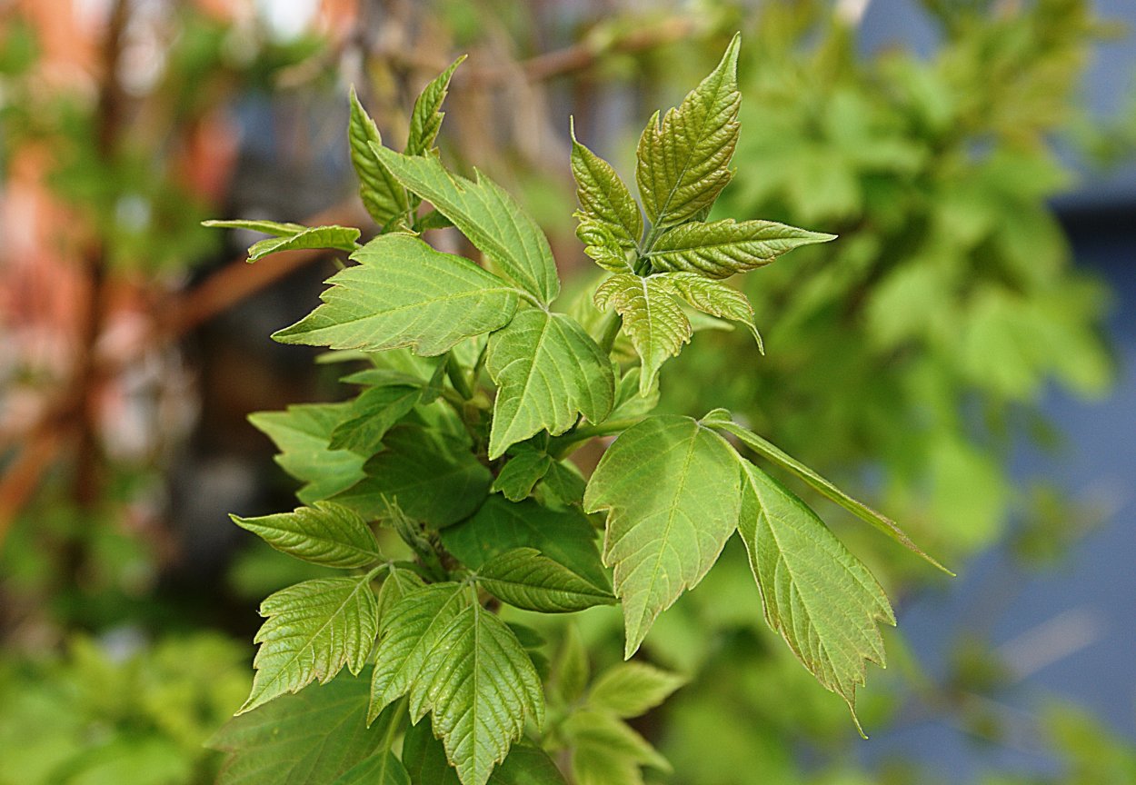 Клен ясенелистный сорняк