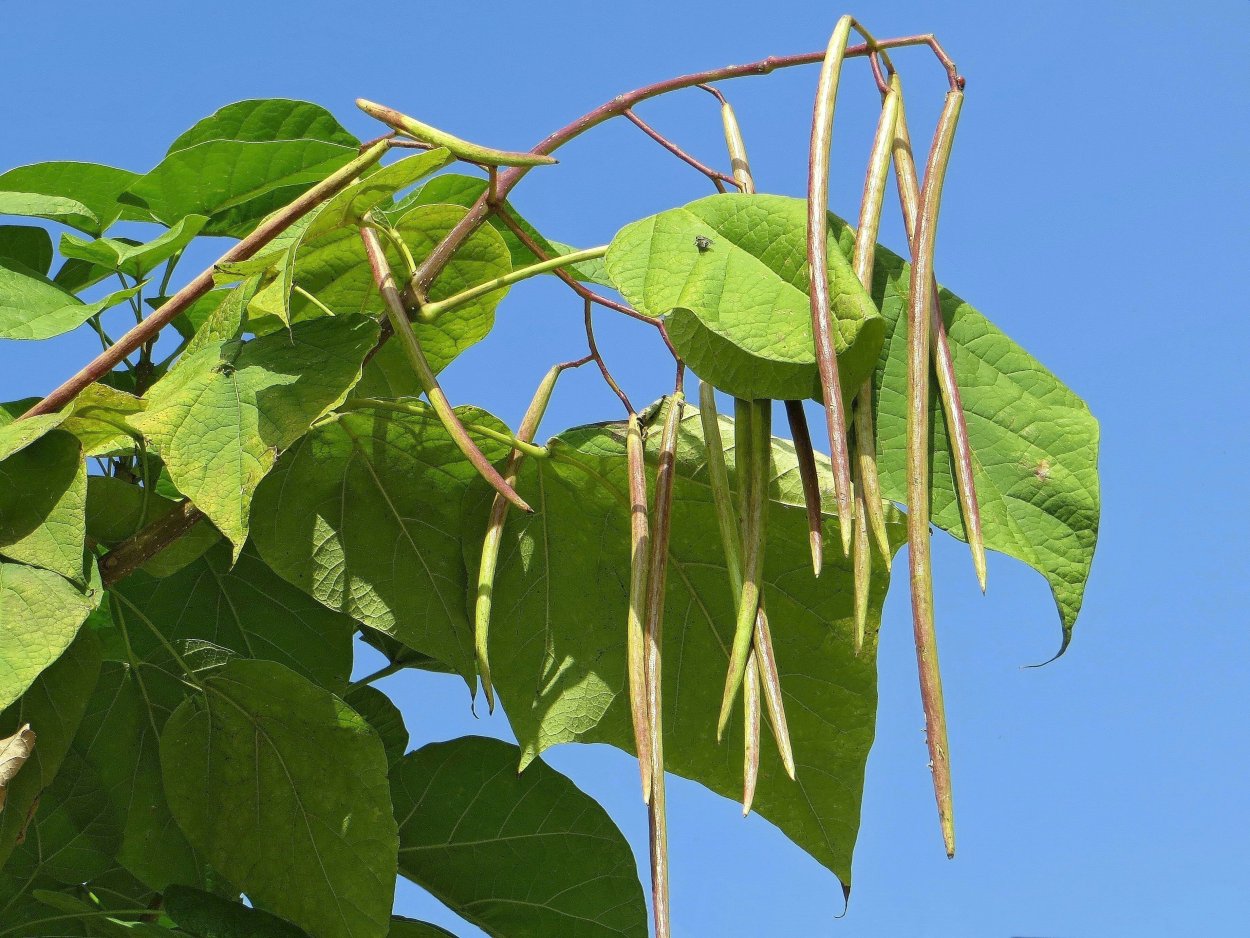 Фасолевое дерево катальпа