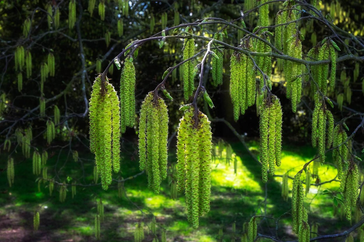 Сережки на деревьях