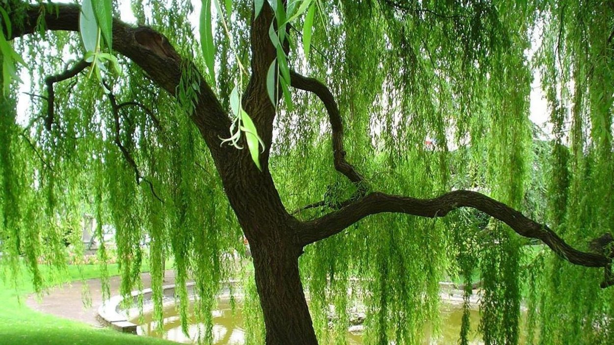 Ива плакучая искусственная