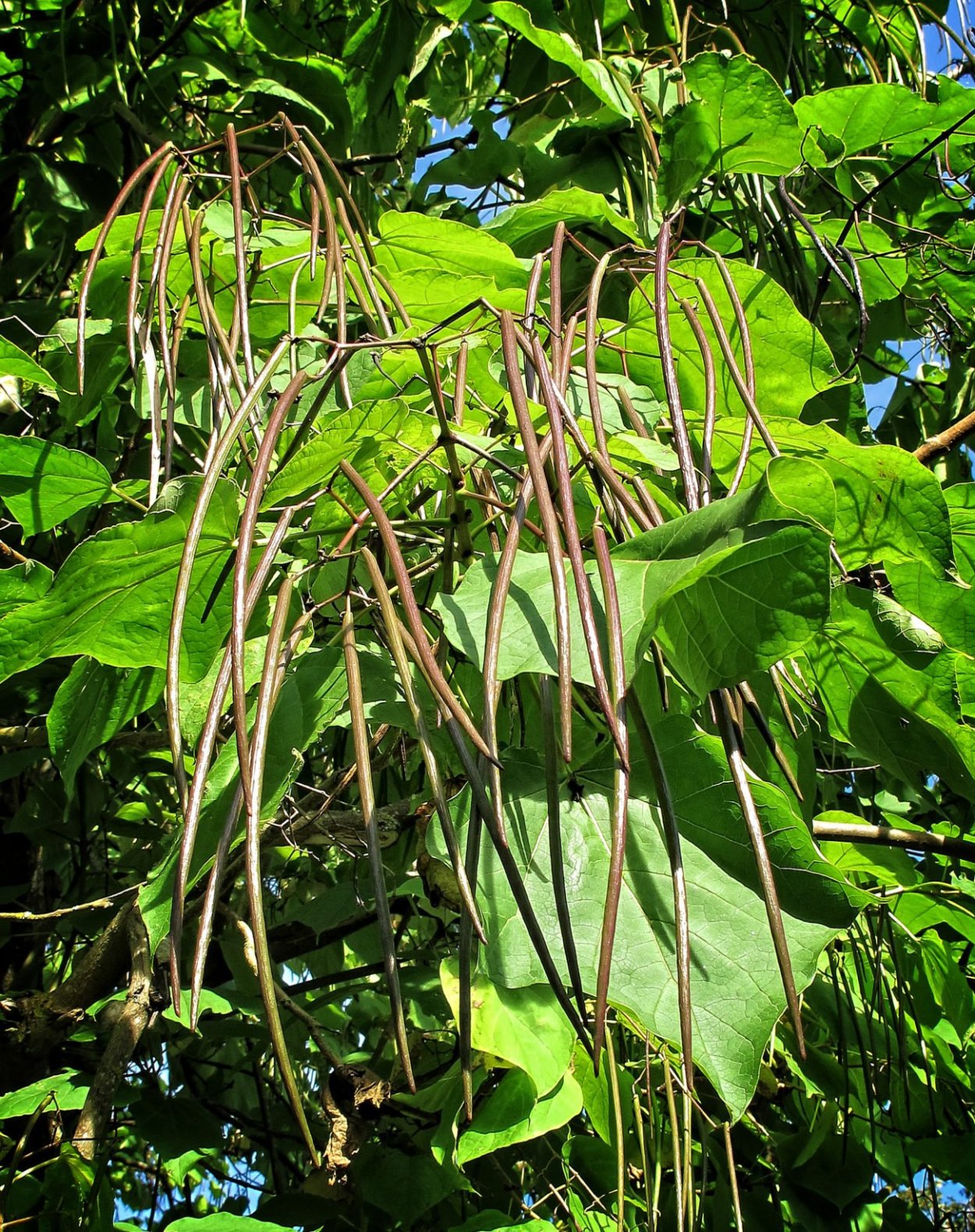 Катальпа бигнониевидная стручки