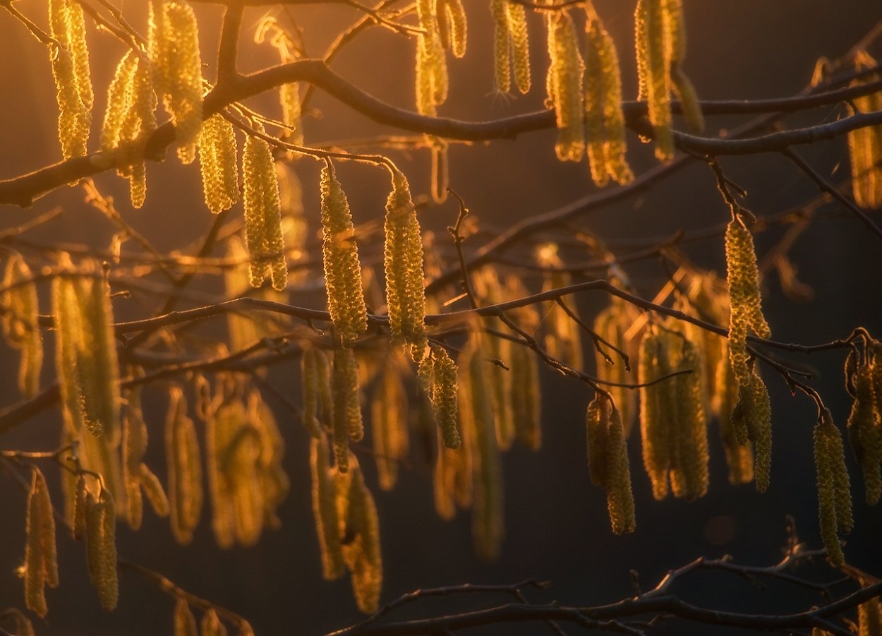 Висюльки на дереве зимой