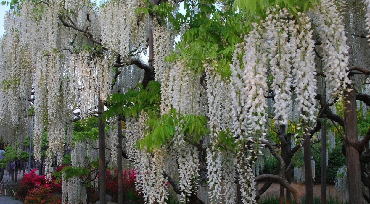 Белая Глициния дерево