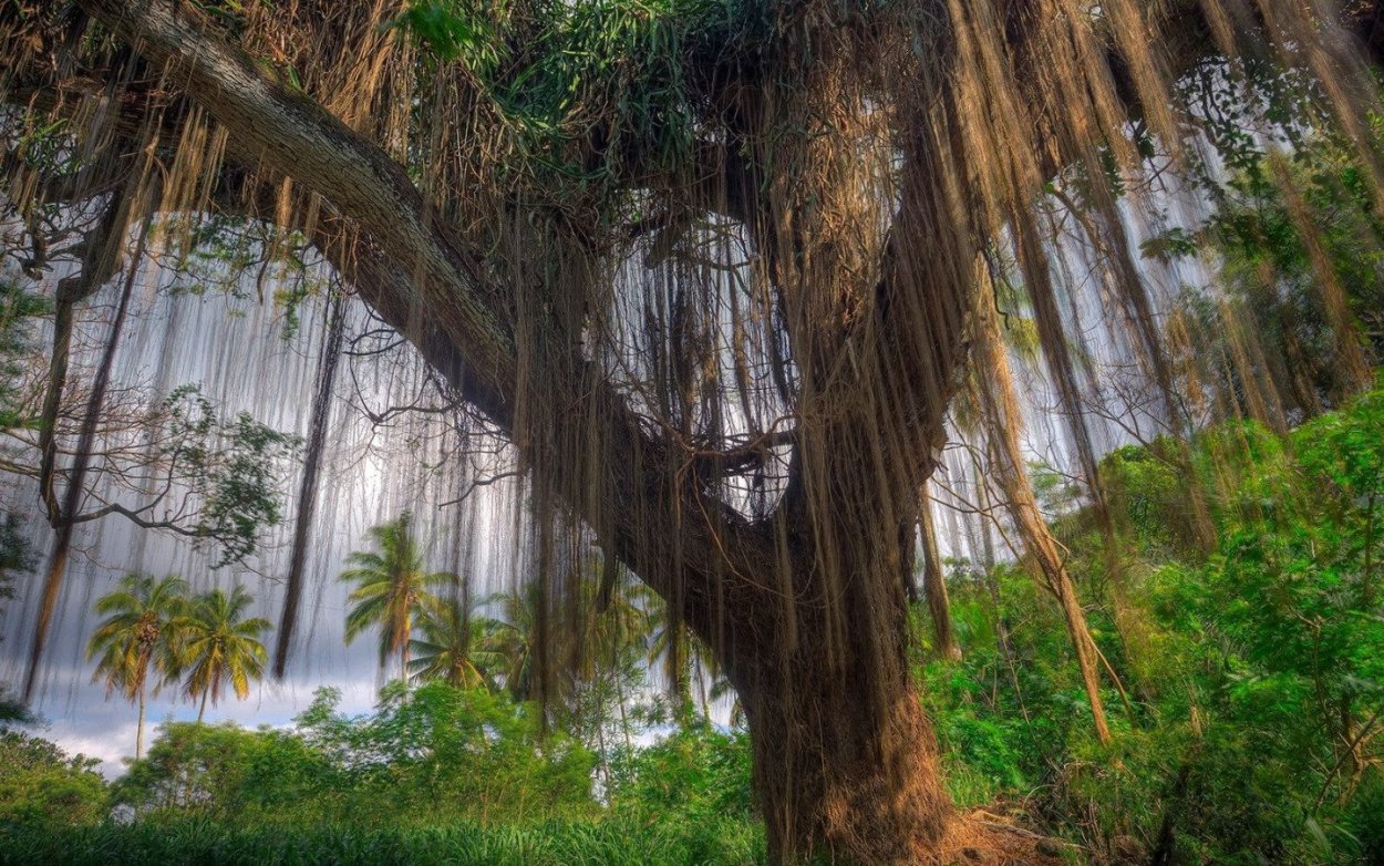 Тропические лианы